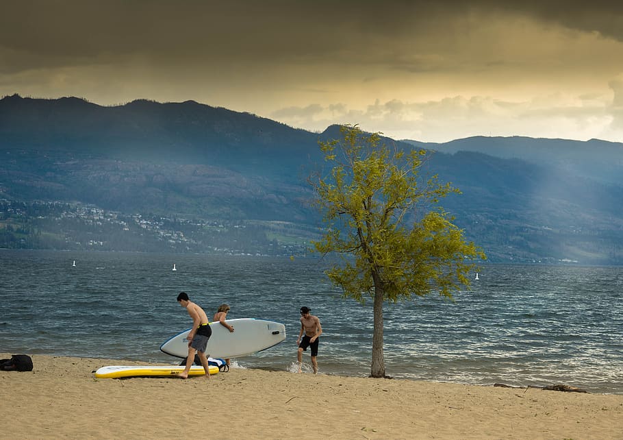tree, surfer, evening, lake, british columbia, sunset, sky HD wallpaper
