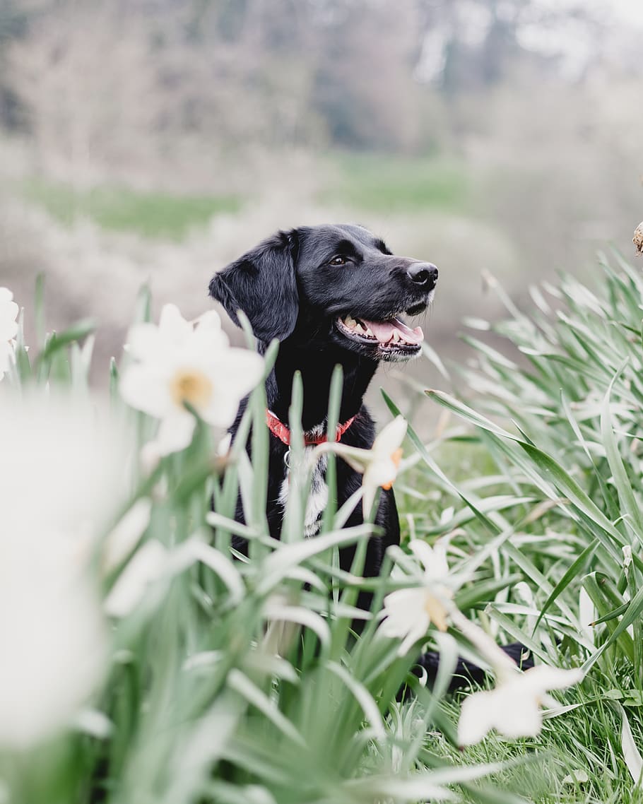 black dog behind plants, one animal, canine, animal themes, pets HD wallpaper