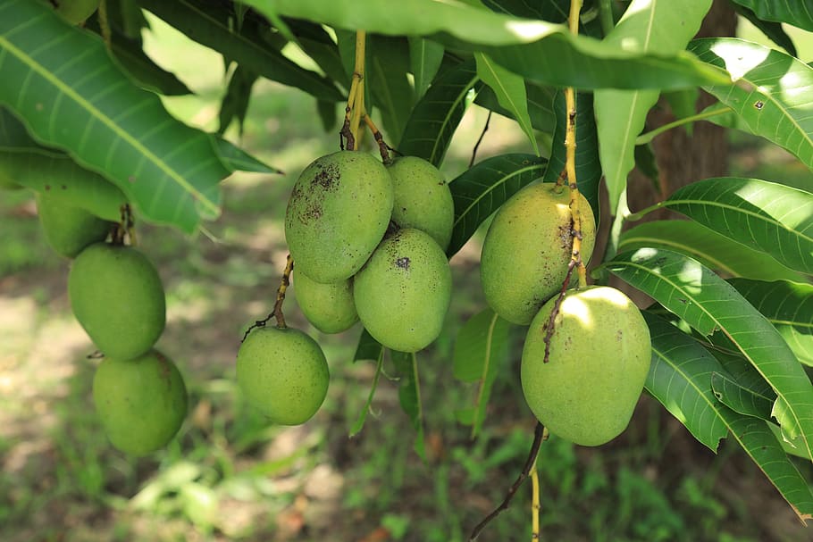 natural, tree, wildlife, mango, food and drink, healthy eating HD wallpaper
