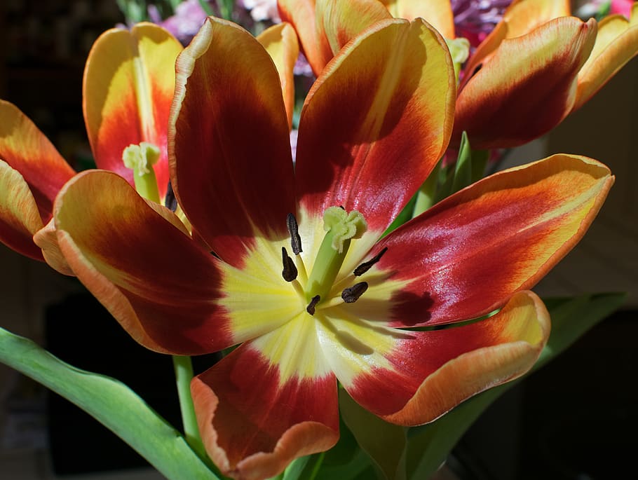 flower, flowering plant, freshness, beauty in nature, petal HD wallpaper