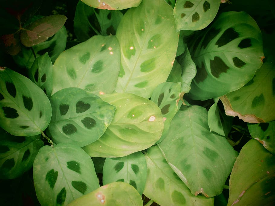 leaf, dark, green, plant, green color, full frame, backgrounds HD wallpaper