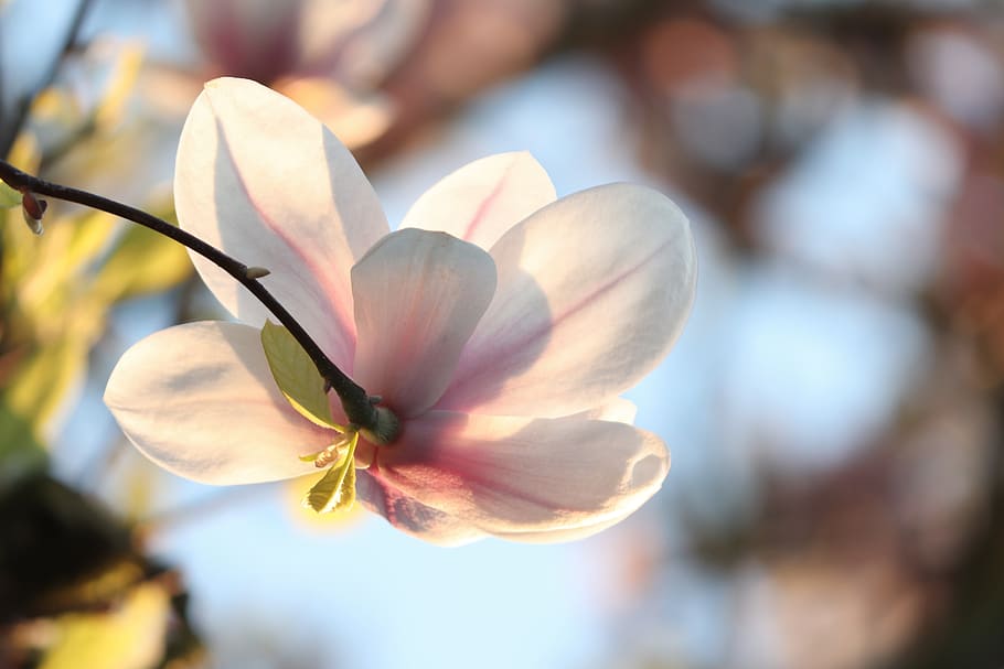 magnolia, magnolia blossom, detail, close up, spring, pink, HD wallpaper