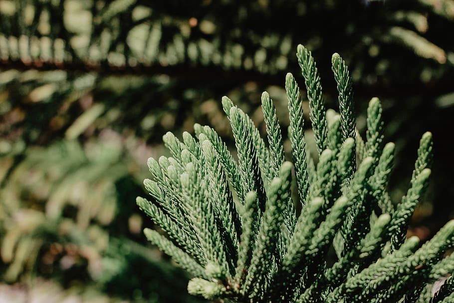 green linear plant, tree, conifer, abies, fir, spruce, pine, pollen HD wallpaper