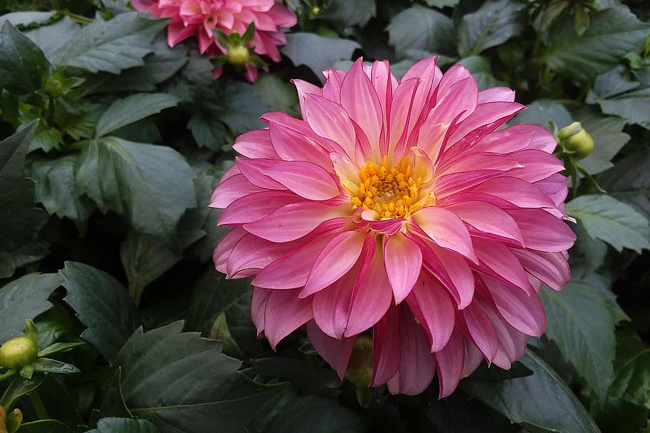 Close up of a a pink dahlia flower in full bloom., flower images