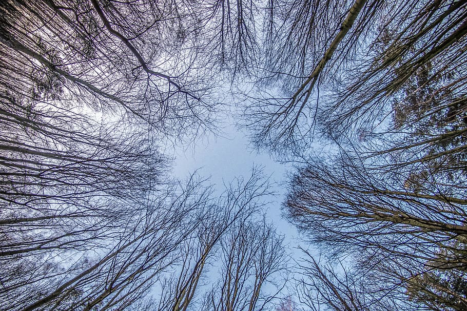 tree, wood, forest, park, bare tree, branch, low angle view HD wallpaper