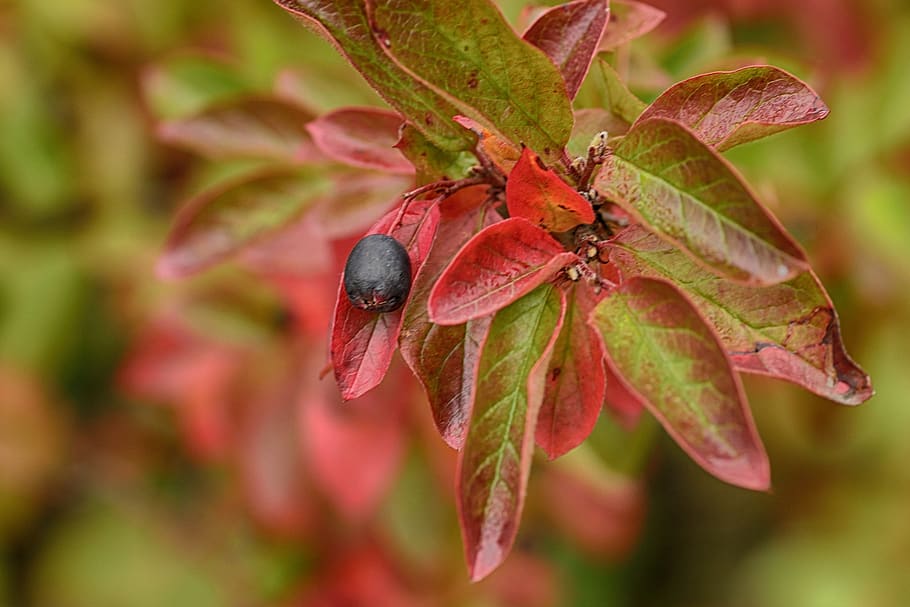 berry, autumn, leaf, nature, fall, plant part, close-up, red HD wallpaper