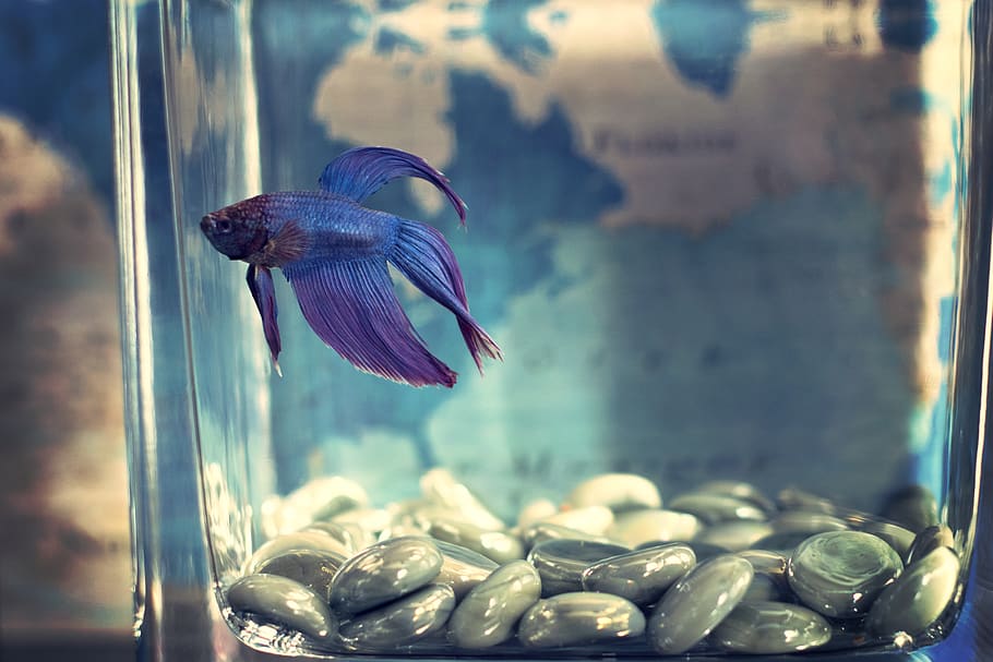 Selective Focis Photo of Blue Betta Fish, animal, aquarium, fish tank, HD wallpaper