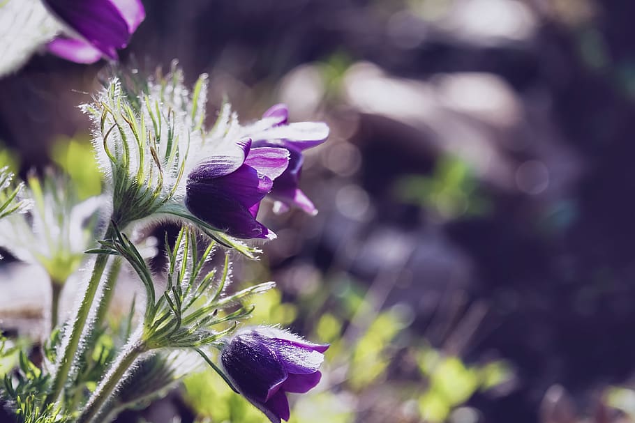 pasqueflower, blossom, bloom, violet, pasque flower, plant HD wallpaper