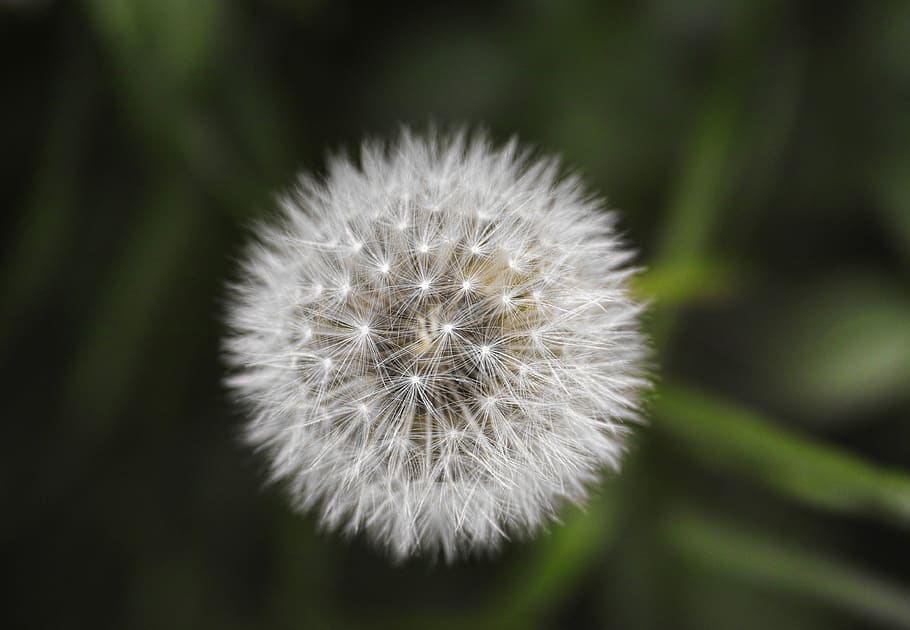 Micro Photography of Dandelion, beautiful, bloom, blossom, blur, HD wallpaper