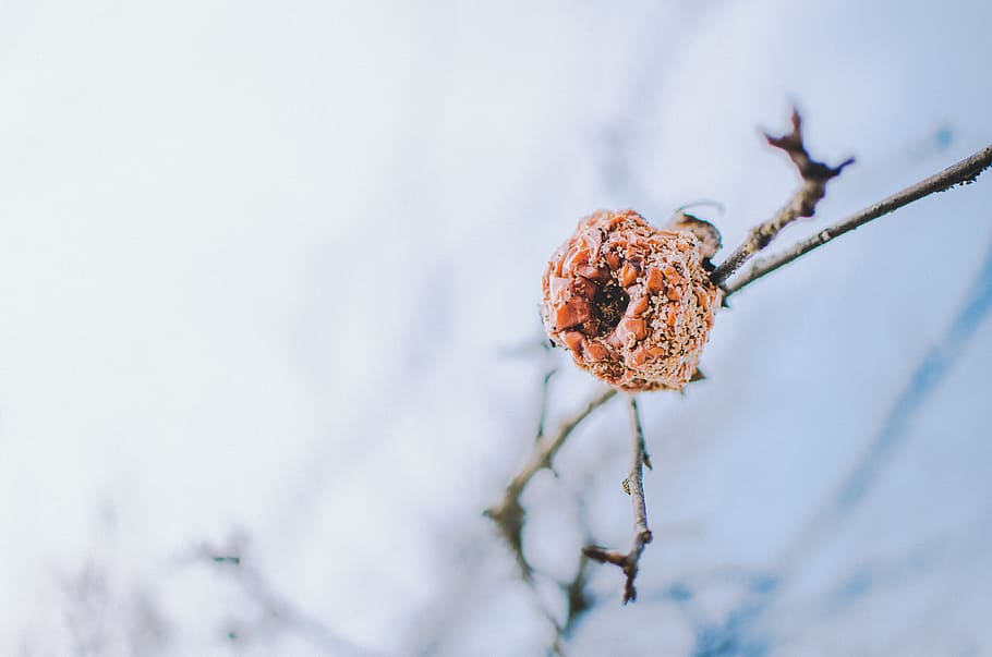 orange insect on twig, nature, winter, bird, animal, tree, apple HD wallpaper