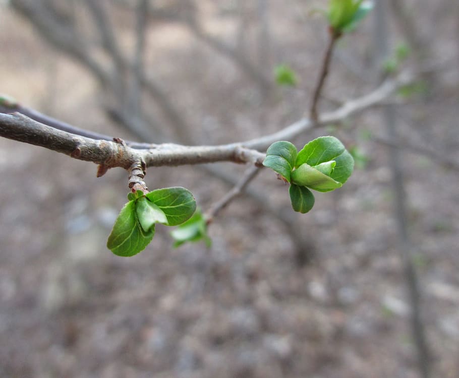 plant, tree, leaf, sprout, bud, annonaceae, flower, blossom HD wallpaper