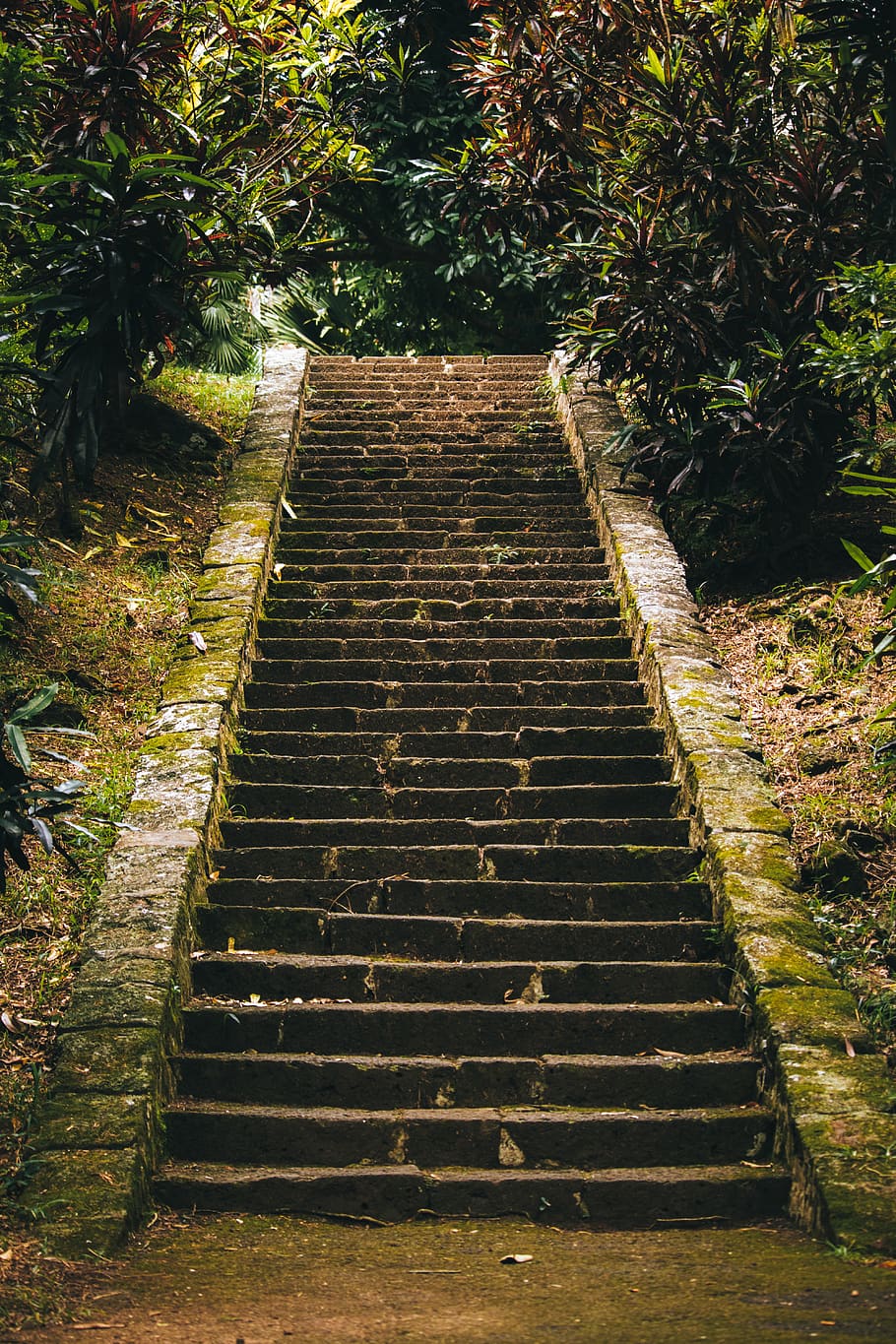 mauritius, foam, jungle, forest, stair, island, phone wallpaper HD wallpaper