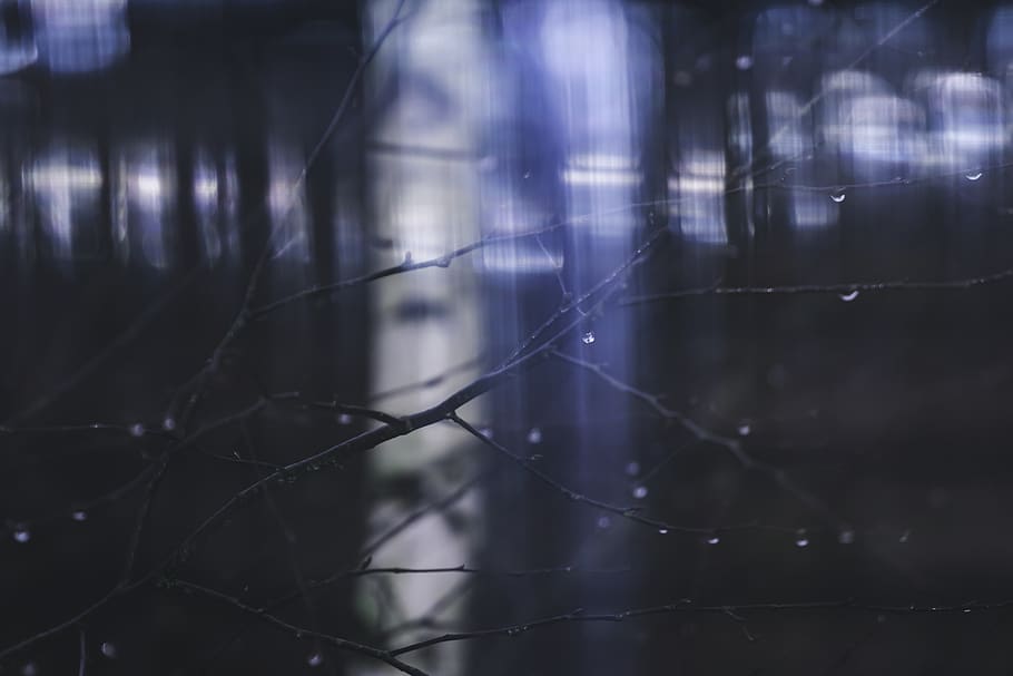 Branches Of A Tree, wet, night, no people, focus on foreground HD wallpaper