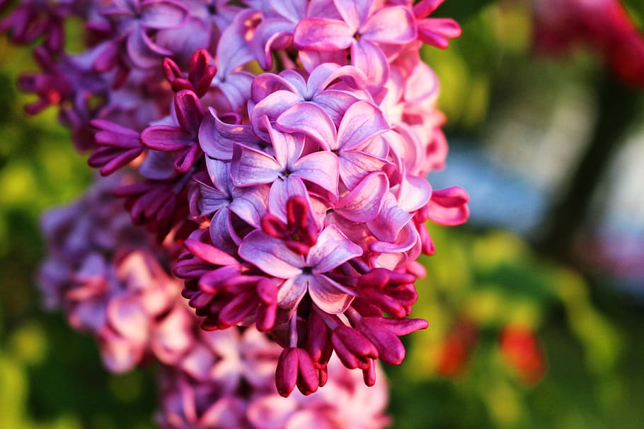 lilac, elder, flowers, nature, plant, purple, green, bush, flowering plant HD wallpaper