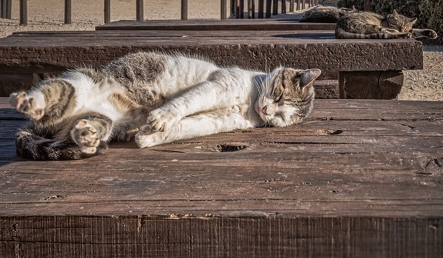 cats, sunbathing, kitty, kitten, rest, sleep, pet, animal, cute HD wallpaper