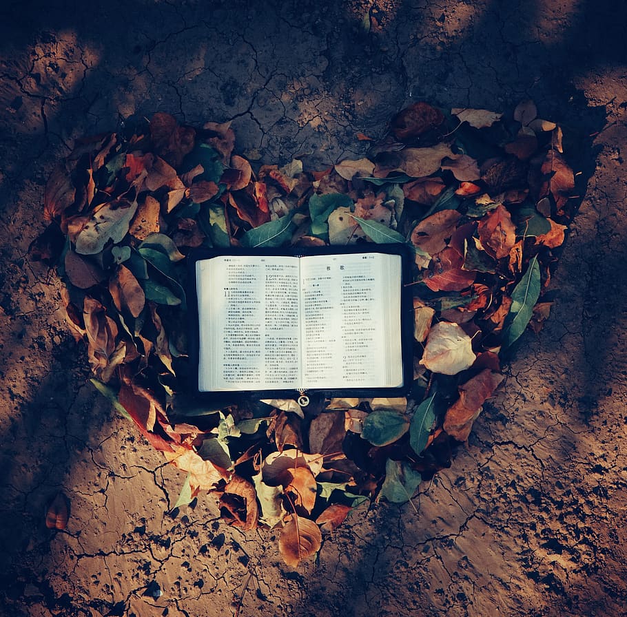 autumn, leaves, plant part, leaf, nature, no people, dry, change HD wallpaper