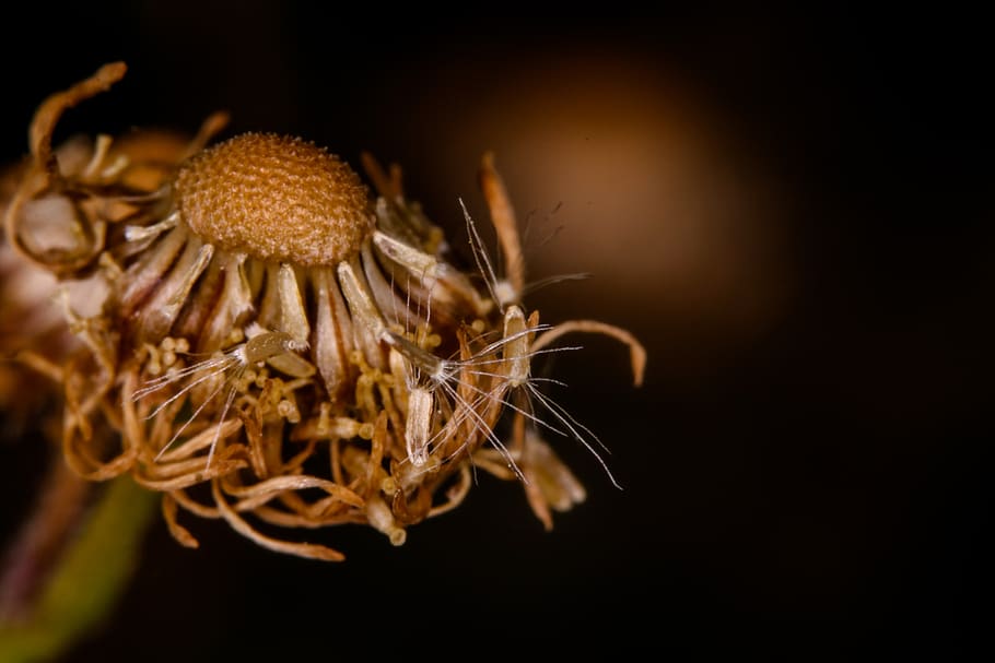 flower, dead flower, close-up, studio shot, black background HD wallpaper