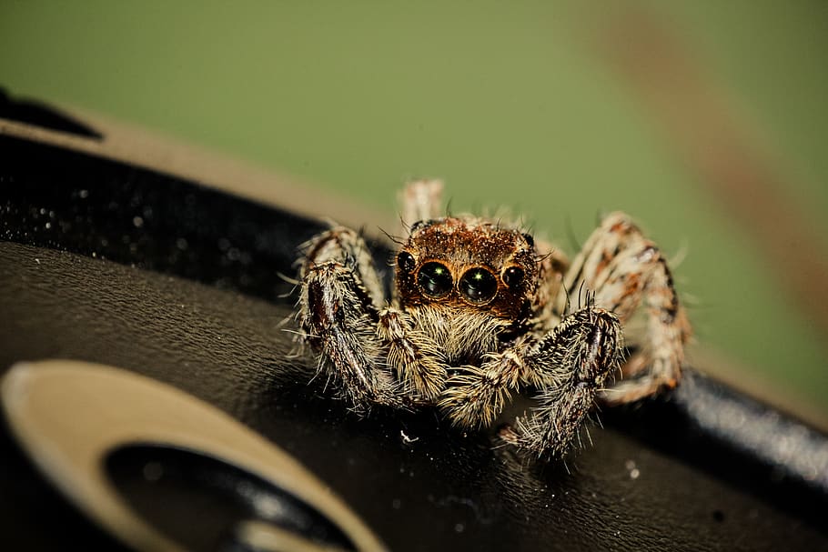 Macro Photography of Jumping Spider, animal, arachnid, close-up