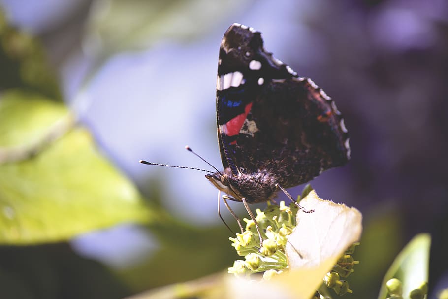 Painted Lady Butterfly Perched on Leaf Selective Focus Photography HD wallpaper