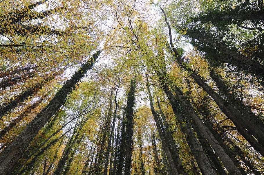 forest, autumn, glade, wide angle, trees, color, tree trunks HD wallpaper