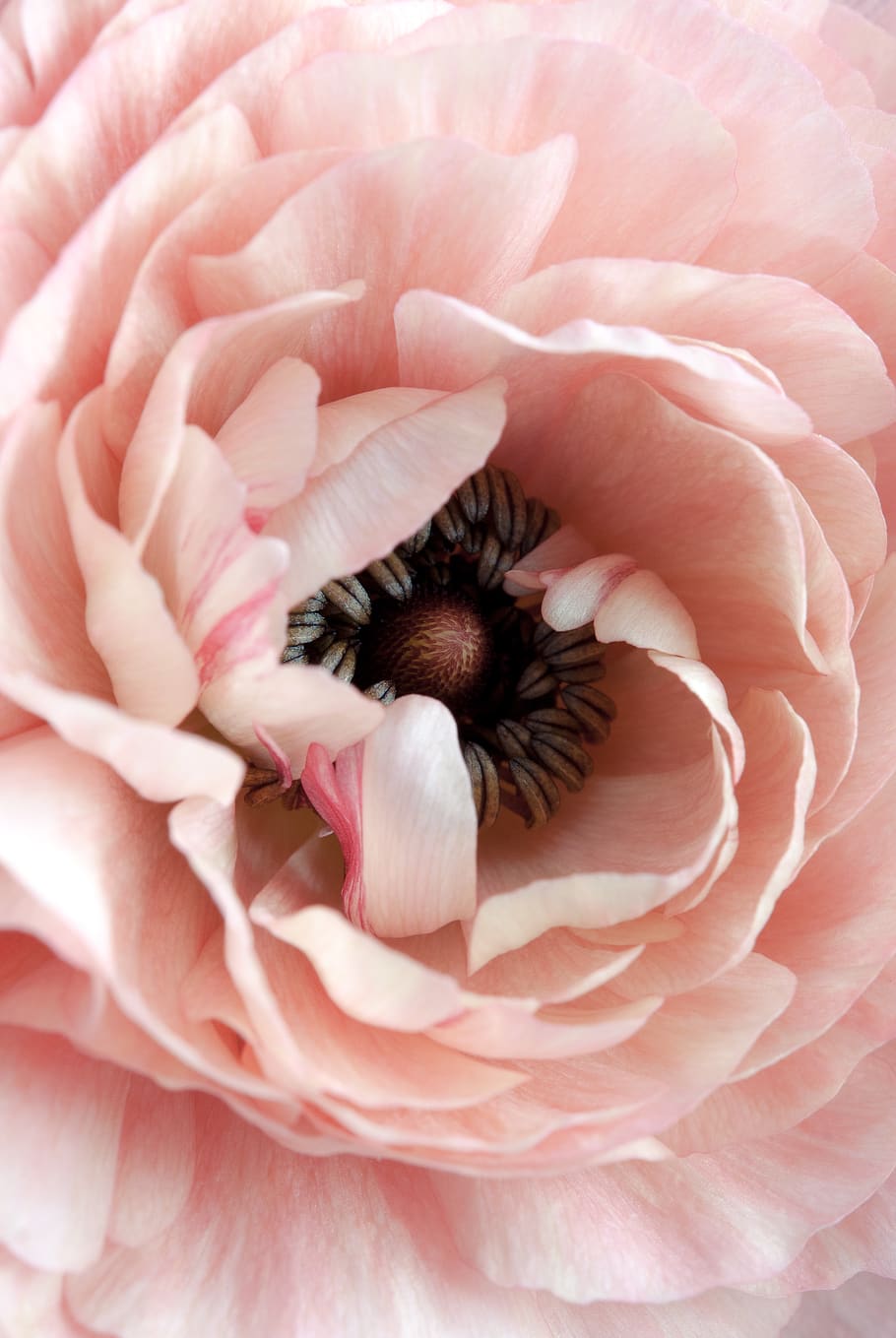 pink petaled flower, plant, blossom, dahlia, peony, clsoe up HD wallpaper