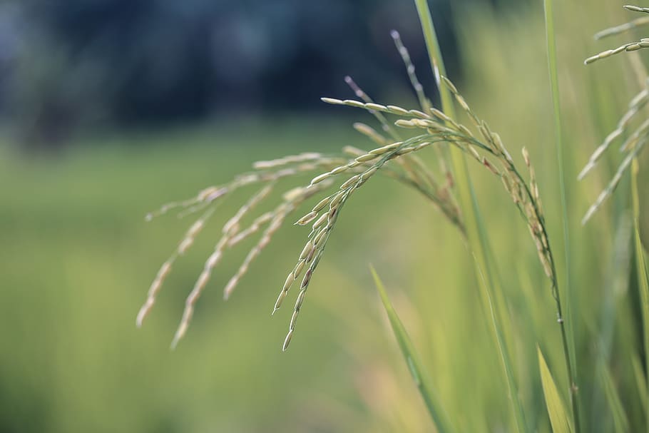 Close Up Photo of Wheat Plant, blurred background, bright, close-up HD wallpaper