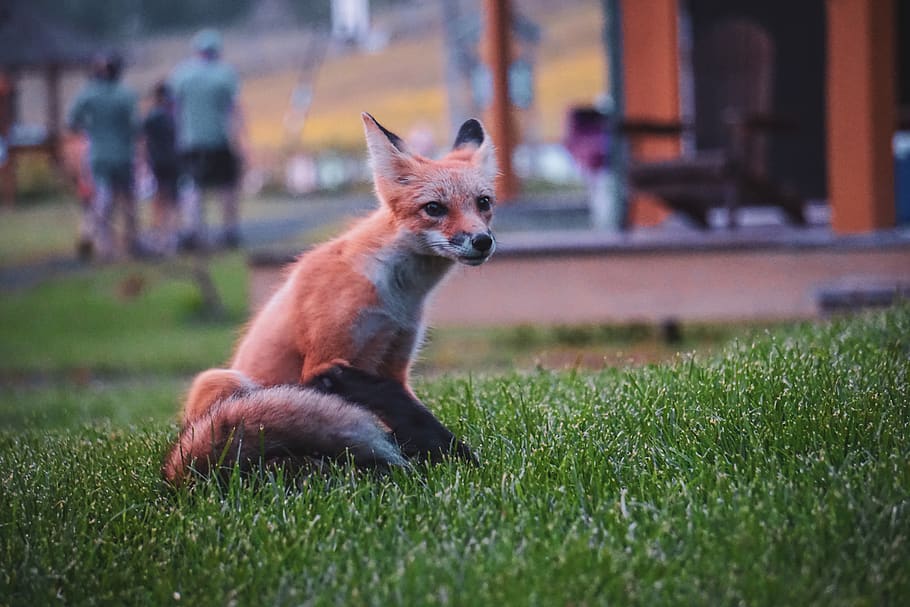 orange fox, wildlife, person, people, animal, human, mammal, canine HD wallpaper
