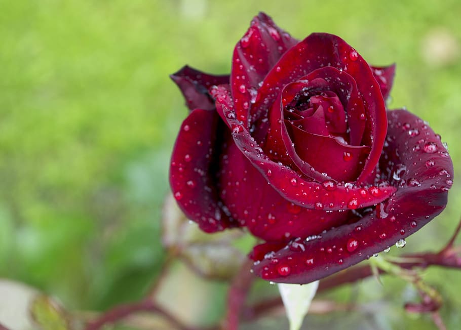 rose, beauty, plant, flower, flowering plant, beauty in nature HD wallpaper