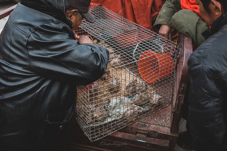 person getting quail inside cage, human, plant, market, bird HD wallpaper