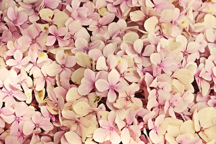 hydrangea, flowers, nature, beautiful, flora, background, summer HD wallpaper