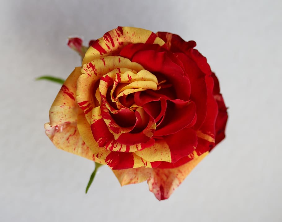rose, red, yellow, flower, petals, coloring, plant, flowering plant HD wallpaper
