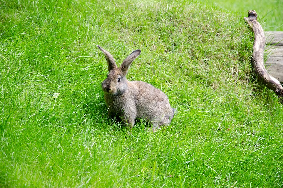 tierpark berlin, germany, rabbit, bunny, grass, animal themes HD wallpaper