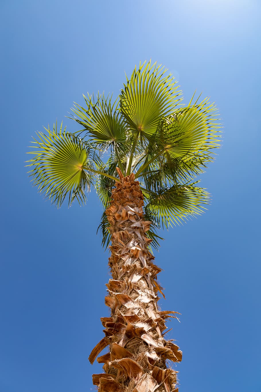 palm tree, summer, green, brown, blue, holiday, tropical, heaven HD wallpaper