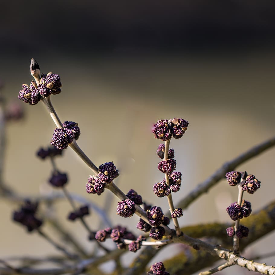 nature, flower, flowering plant, fragility, growth, close-up HD wallpaper