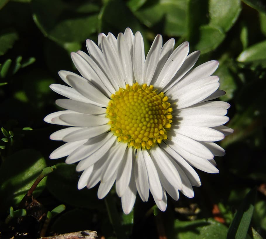 marie flower, daisy, small, blossom, bloom, white, joy, sun, HD wallpaper