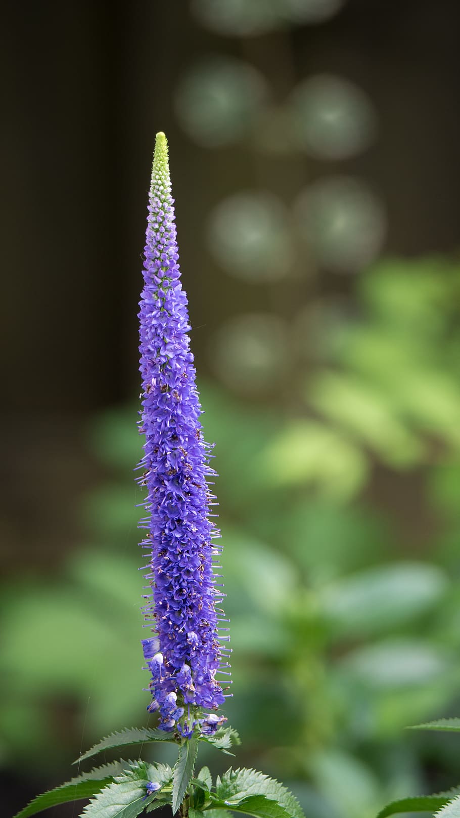 flower, quebec, canada, flowering plant, purple, freshness HD wallpaper