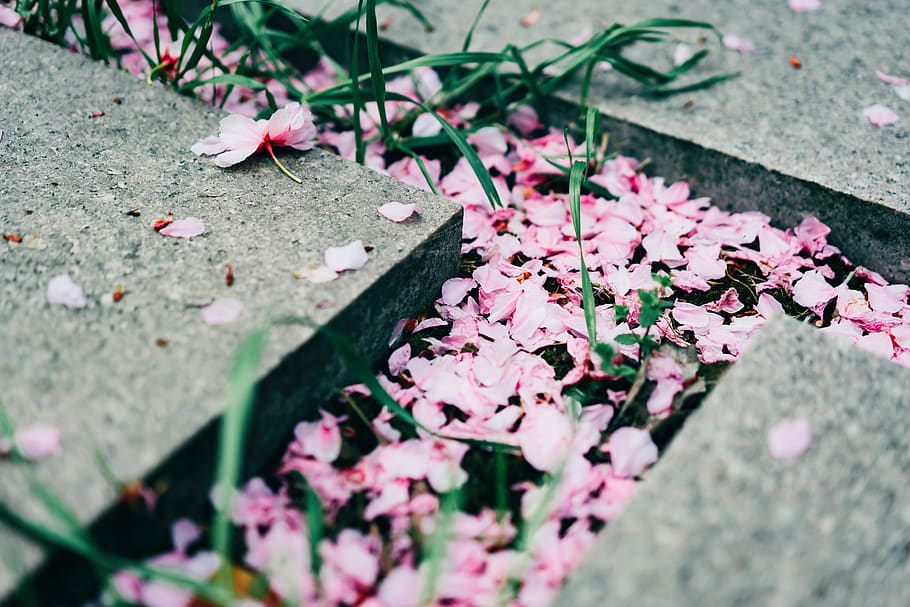 flower petals between concrete blocks, plant, leaf, blossom, flower bouquet HD wallpaper