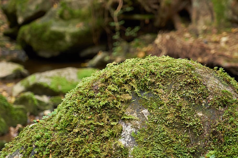 forest, gorge, bach, stone, moss, nature, landscape, mysterious HD wallpaper