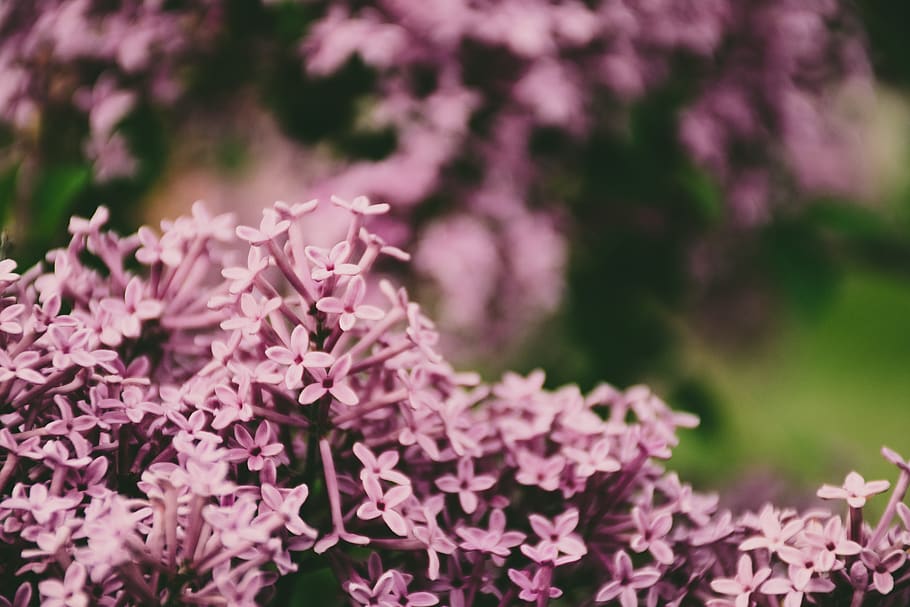 Shallow Focus Photo of Pink Petaled Flowers, beautiful, blooming HD wallpaper