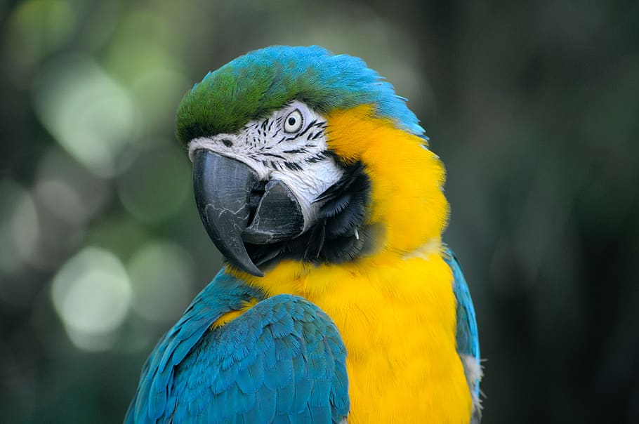 bird, beak, feather, animal, fly, colorful, blue, yellow, green HD wallpaper