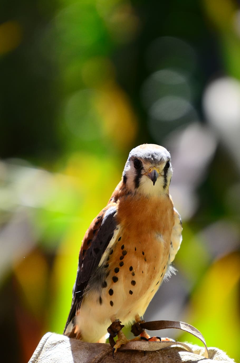 falcon, bird, raptor, wild, animal themes, animal wildlife HD wallpaper