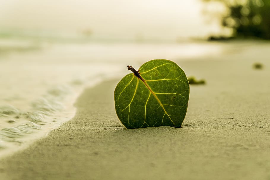 Green Ovate Leaf on Sand Near Shore, beach, coast, ocean, sea HD wallpaper