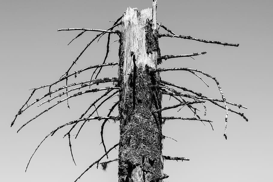 romania, rusca, dying, forest, mountain, plant, old tree, black and white HD wallpaper