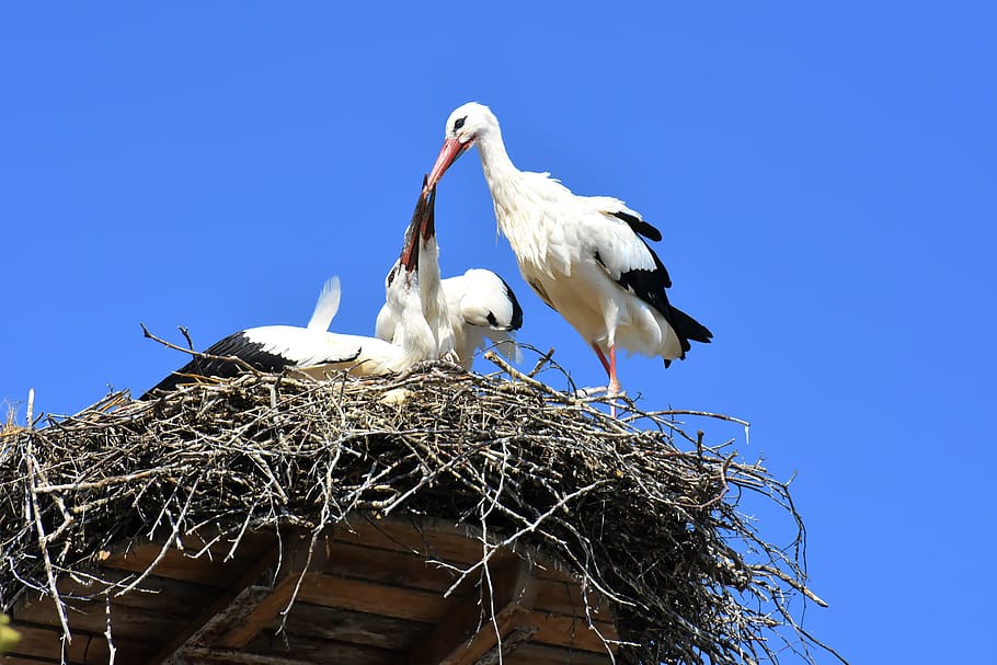 stork, feed, young animals, wing, birds, plumage, nature, rattle stork HD wallpaper