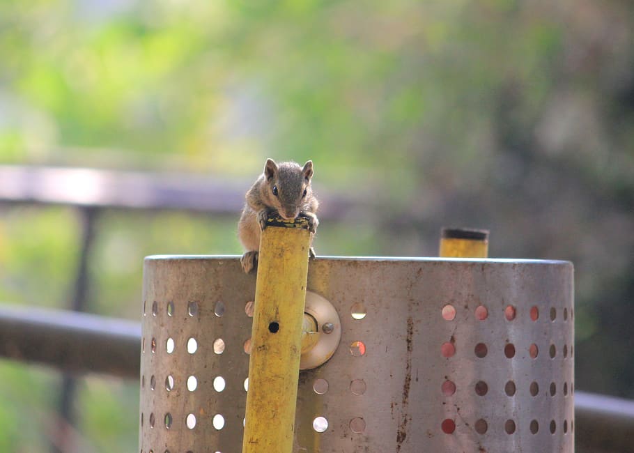 squirrel, nature, zoo, focus, sitting, mumbai, ranibagh, animal HD wallpaper