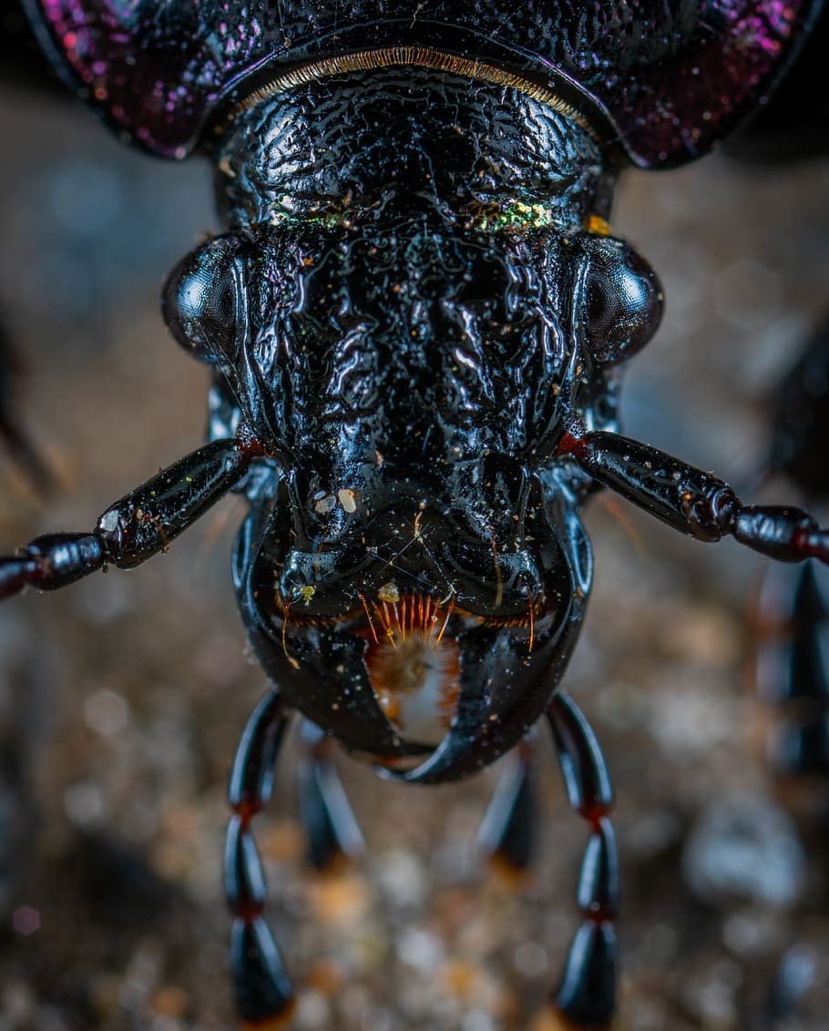 Closeup Photo of Black Insect, animal, beetle, bug, close-up HD wallpaper