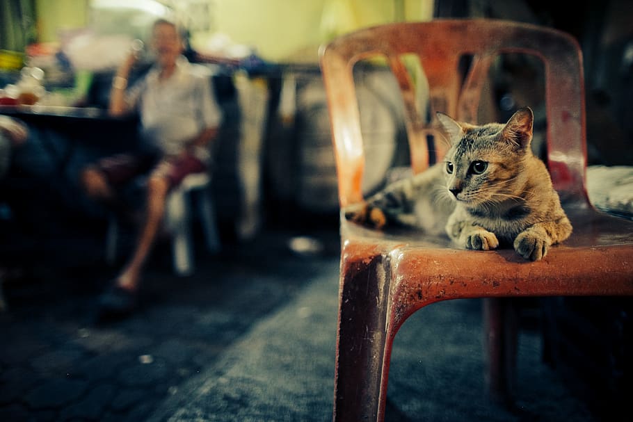 cat, chinatown, mood, mammal, animal, animal themes, pets, domestic HD wallpaper