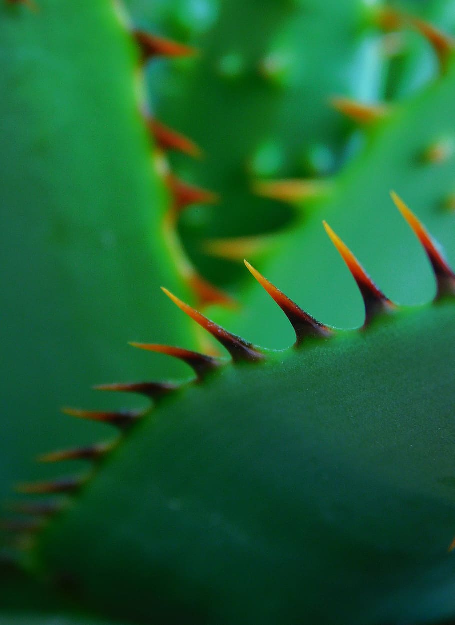 plant, macro, green, green color, close-up, selective focus HD wallpaper