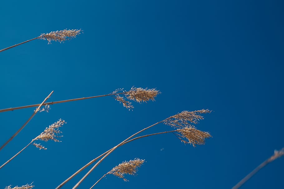 sky, high, spikes, blue, plant, nature, low angle view, no people HD wallpaper