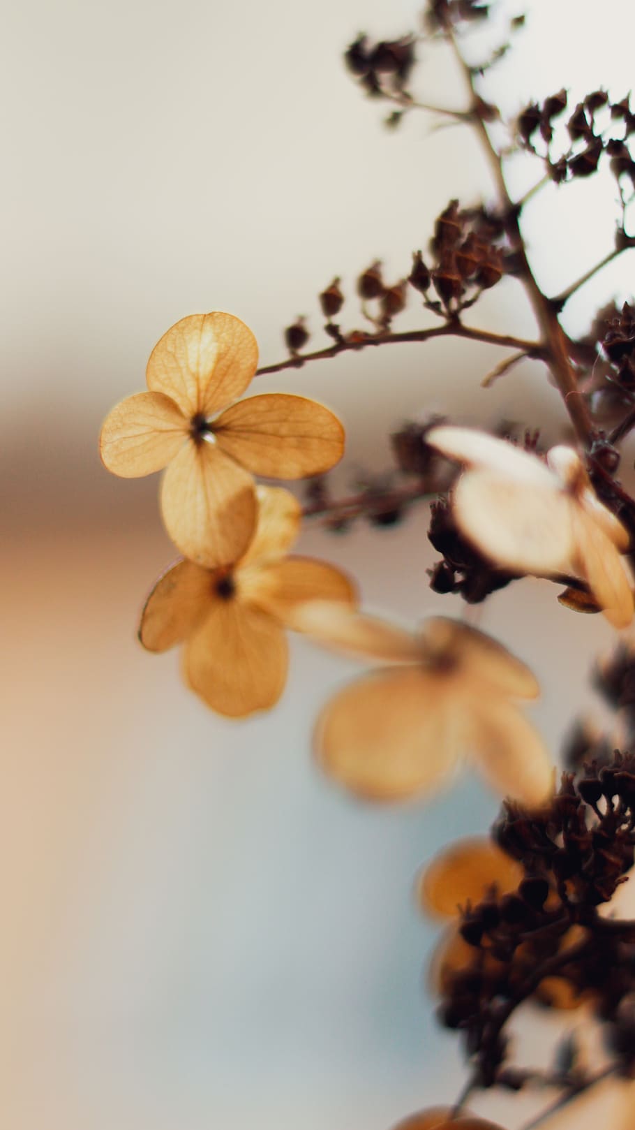 yellow orchids, plant, freshness, flower, flowering plant, growth HD wallpaper